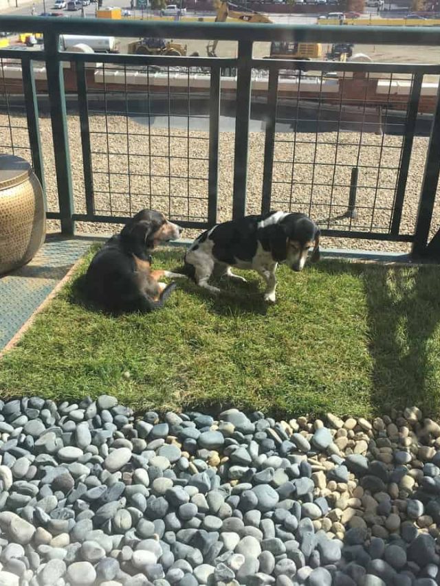 DIY Dog Grass Potty for Balcony or Porch