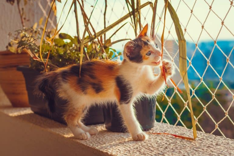 cat distracted on balcony
