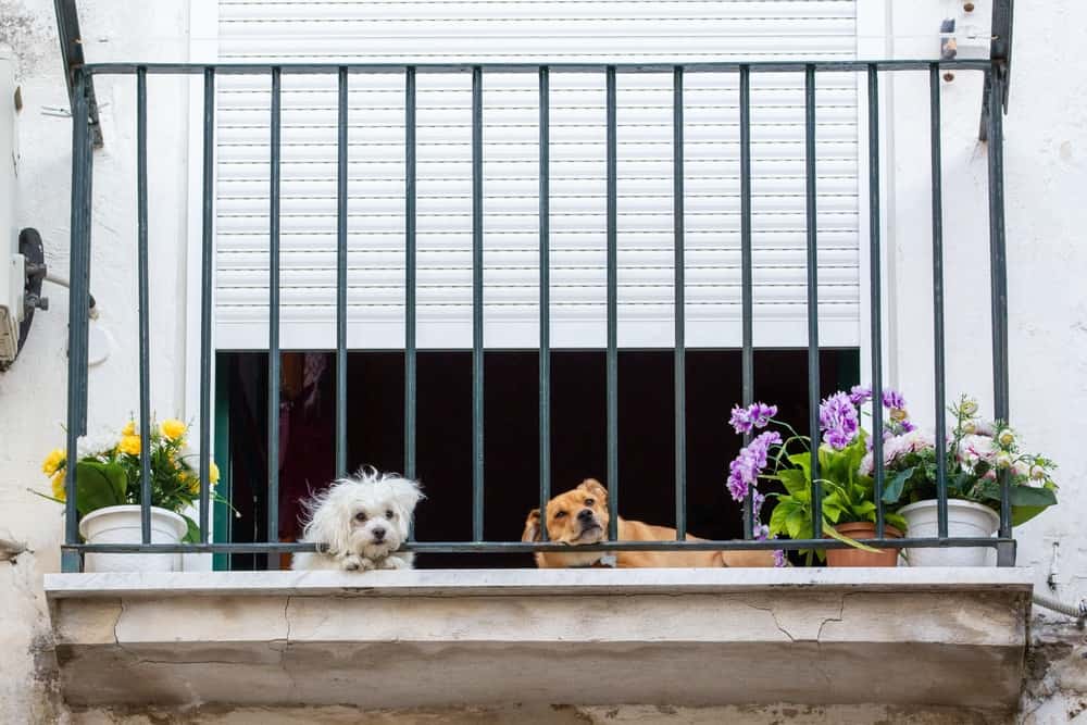 two dogs relaxing on a balcony