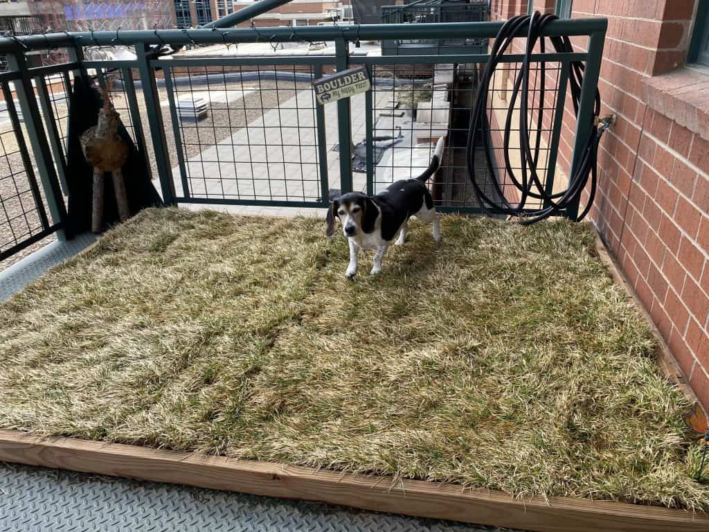 Apartment patio dog clearance grass