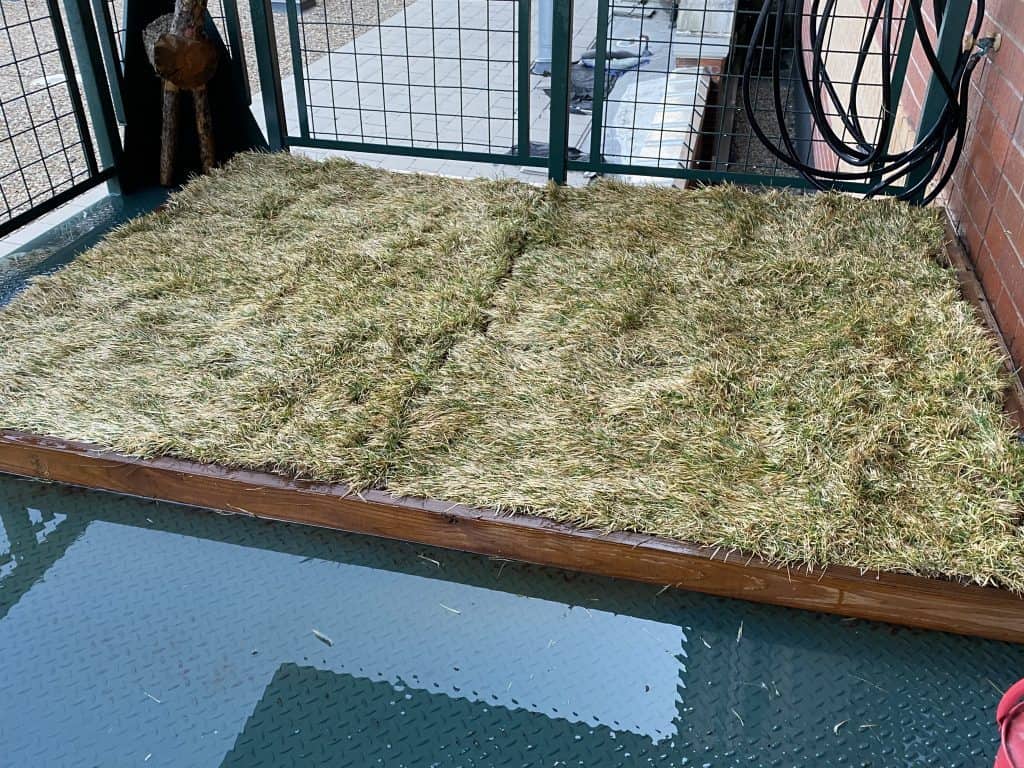 Dog potty hotsell grass diy