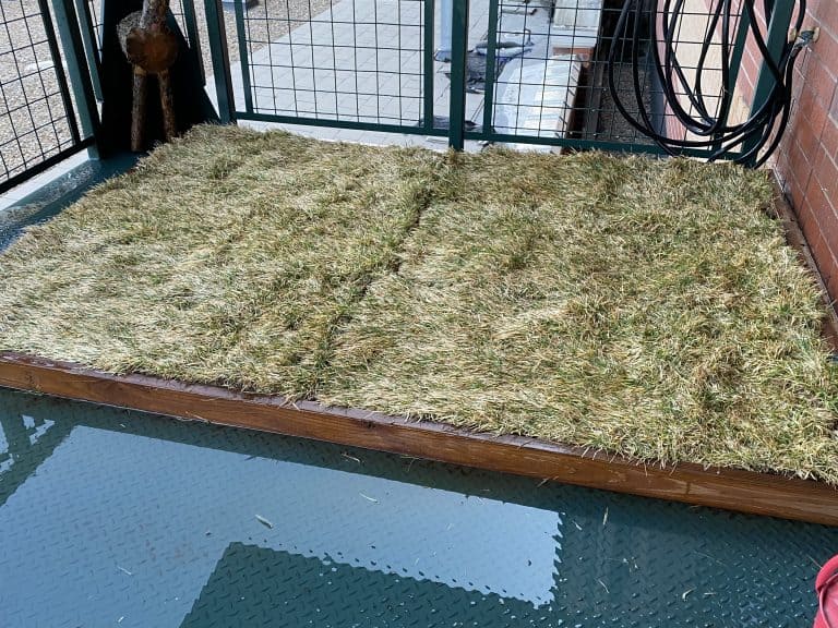DIY Balcony Dog Potty Areas with Real Grass Balcony Boss
