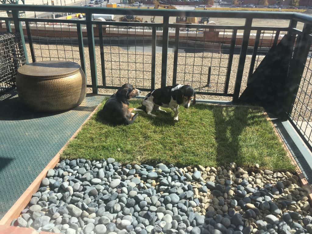 Training dog to pee on clearance balcony