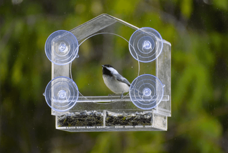 Balcony Bird Feeder Guide Everything You Need to Know Balcony Boss
