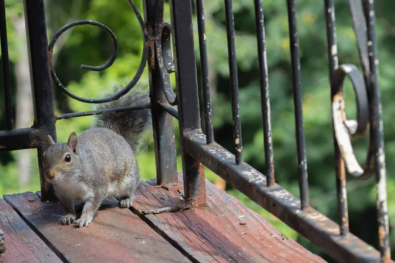 10 Ways to Keep Squirrels Off Your Balcony Balcony Boss