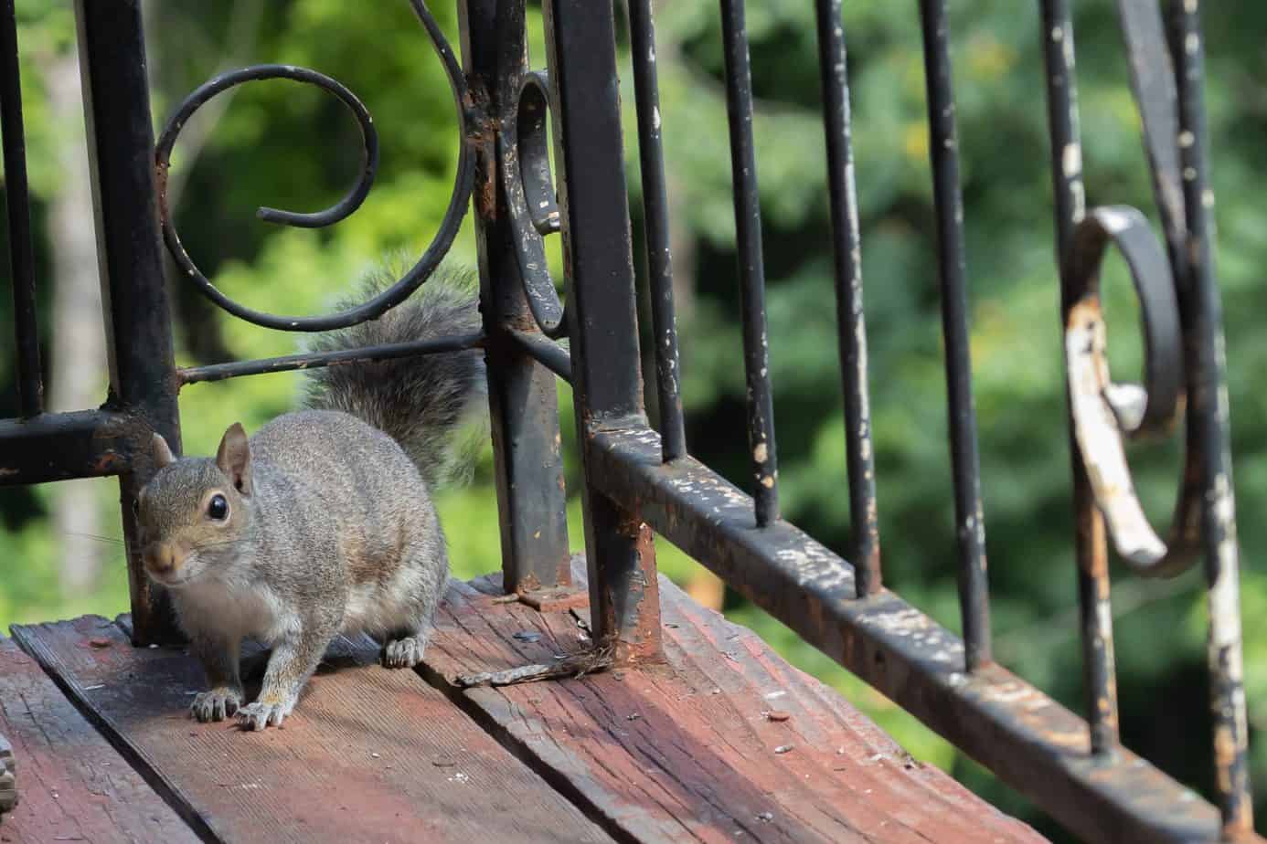 squirrel on balcony