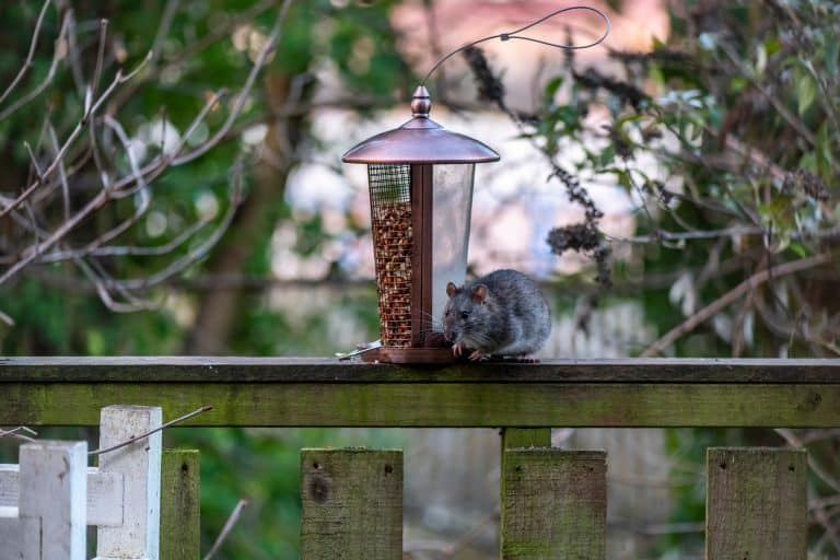 how to keep rats away