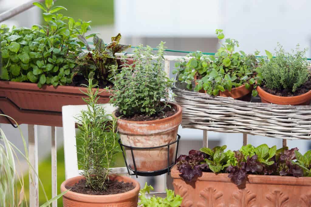 balcony herb garden