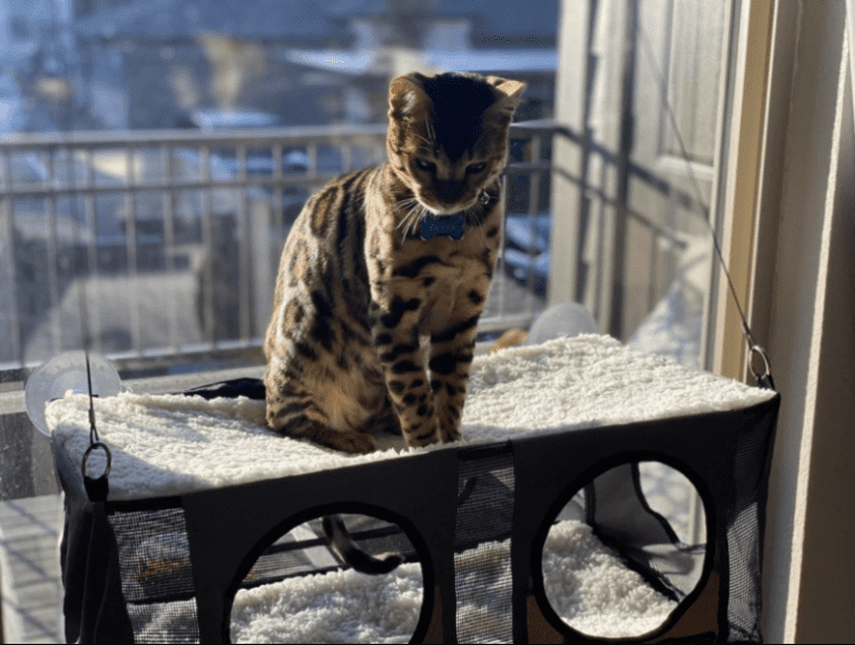 Cat Window Box Guide Everything You Need to Know Balcony Boss