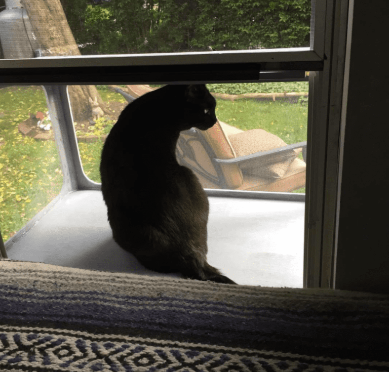 Cat Window Box Guide Everything You Need to Know Balcony Boss