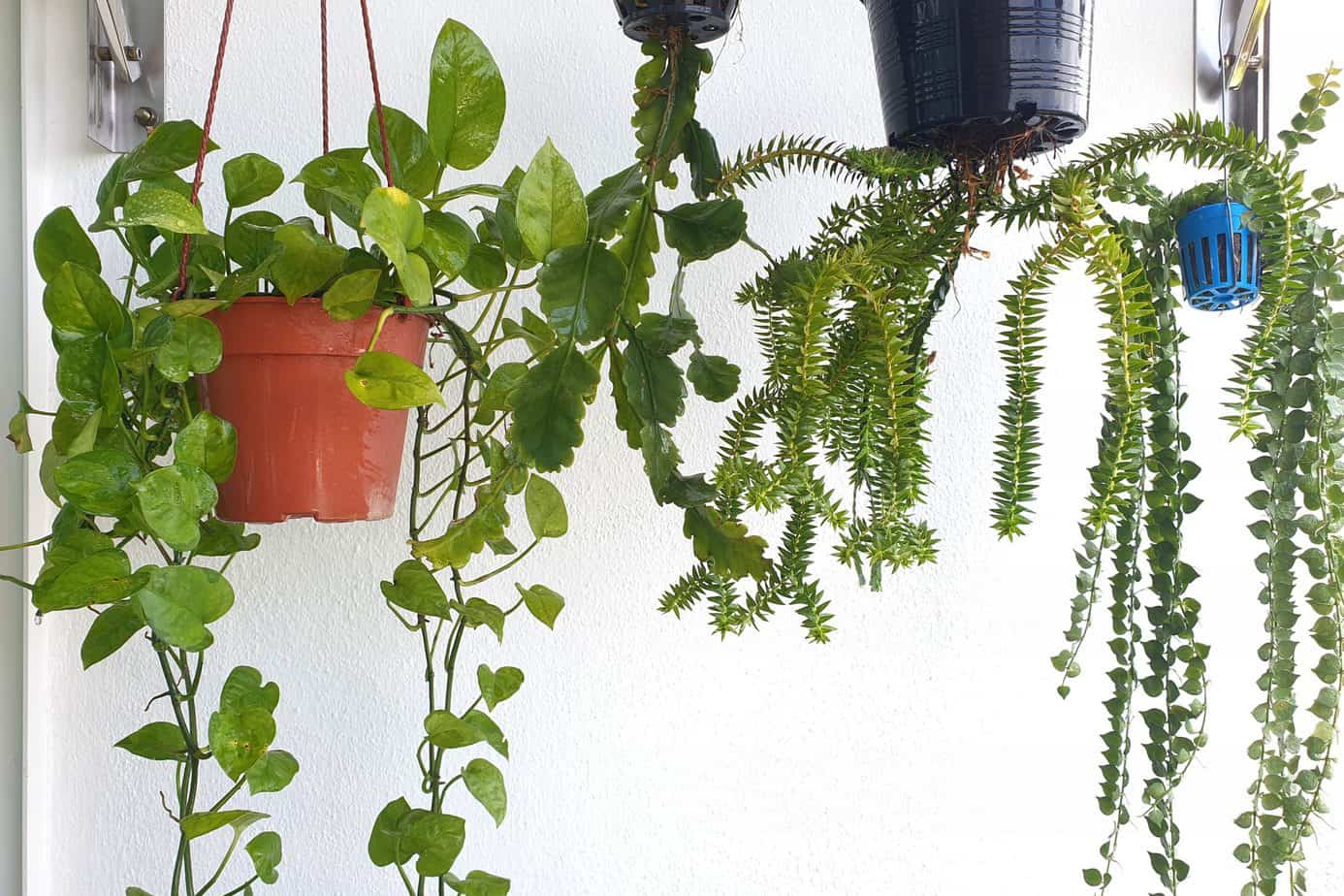 apartment balcony hanging plants