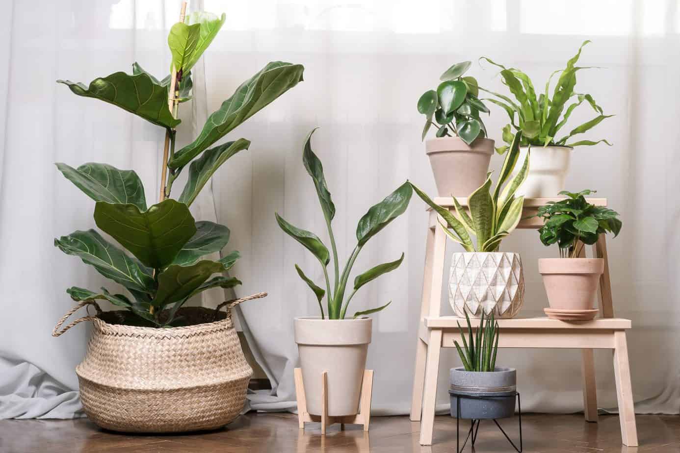 9 Best Boho Plants for Your Indoor or Outdoor Space Balcony Boss