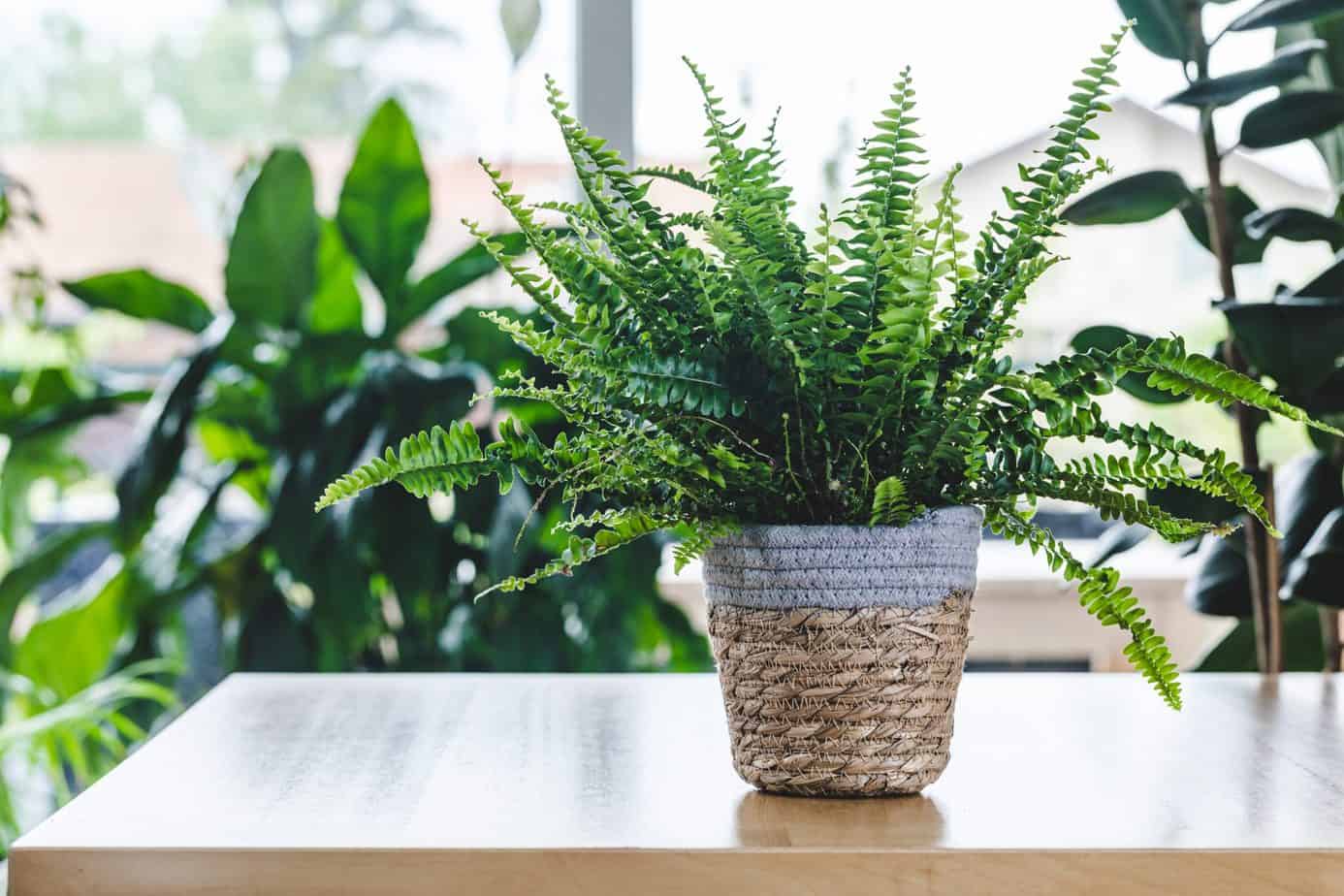 9 Best Boho Plants For Your Indoor Or Outdoor Space Balcony Boss   Ferns Boho Plant 1 2048x1365 