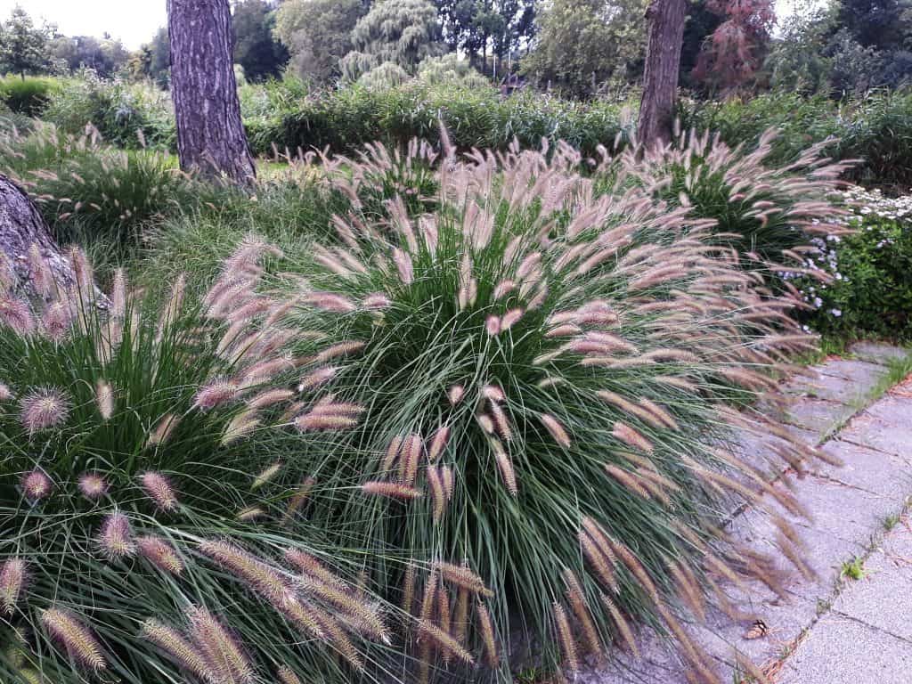 How to Grow and Care for Fountain Grass on a Balcony Balcony Boss