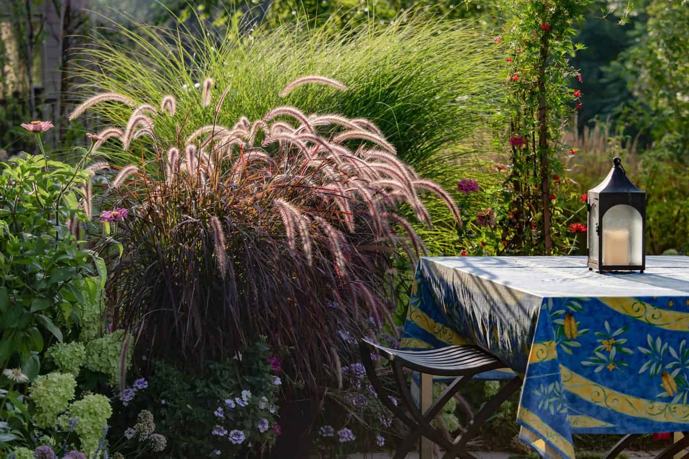 How to Grow and Care for Fountain Grass on a Balcony Balcony Boss