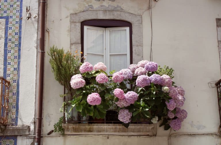 How to Grow and Care for Hydrangea on a Balcony
