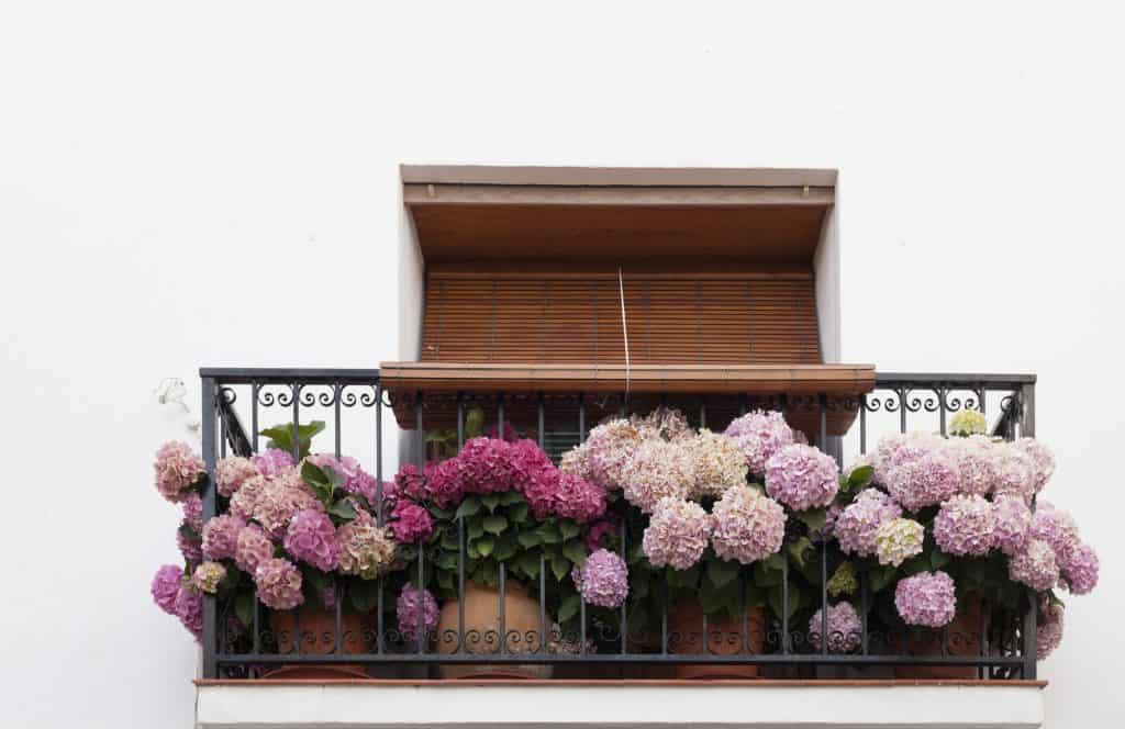 hydrangea as a privacy plant for a balcony