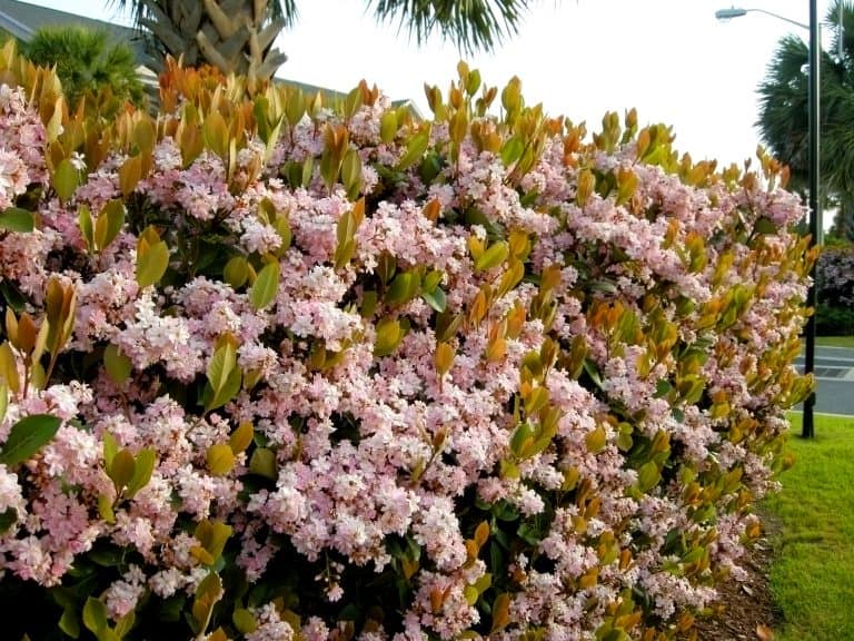 How to Grow and Care for Indian Hawthorn on a Balcony