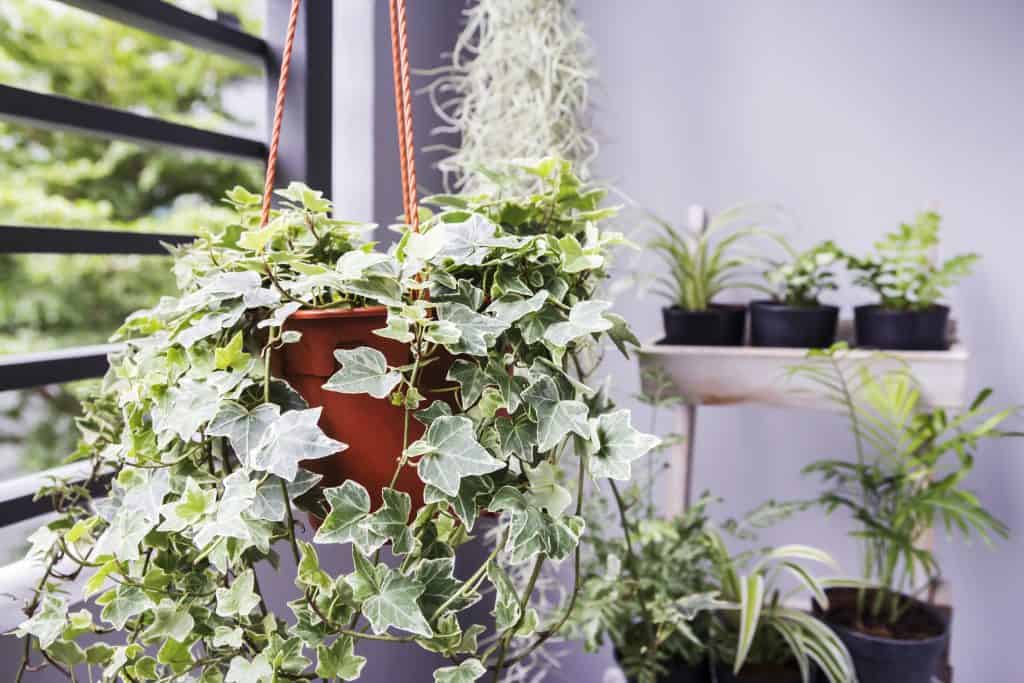 hanging plants for privacy