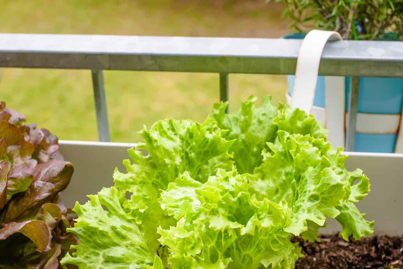 How to Grow Lettuce on a Balcony Balcony Boss