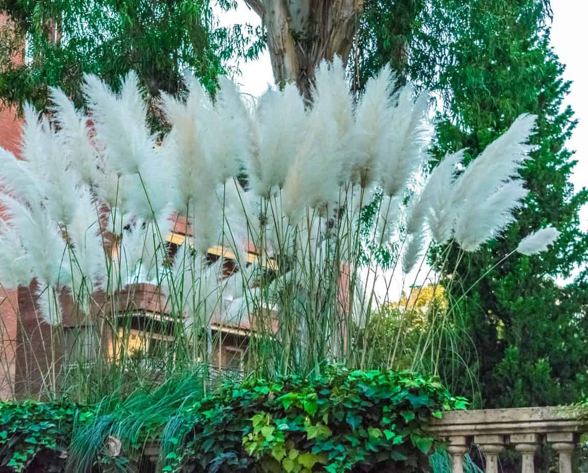 12 Ways to Use Pampas Grass in Your Outdoor Space Balcony Boss
