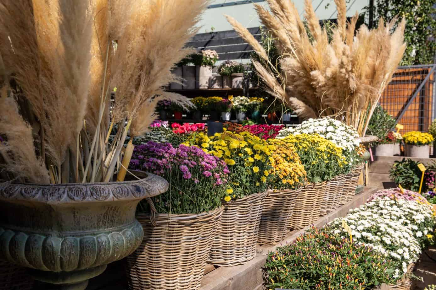 12 Ways to Use Pampas Grass in Your Outdoor Space Balcony Boss