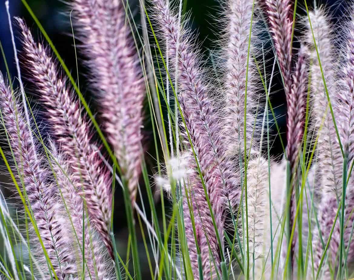 How to Grow and Care for Fountain Grass on a Balcony - Balcony Boss