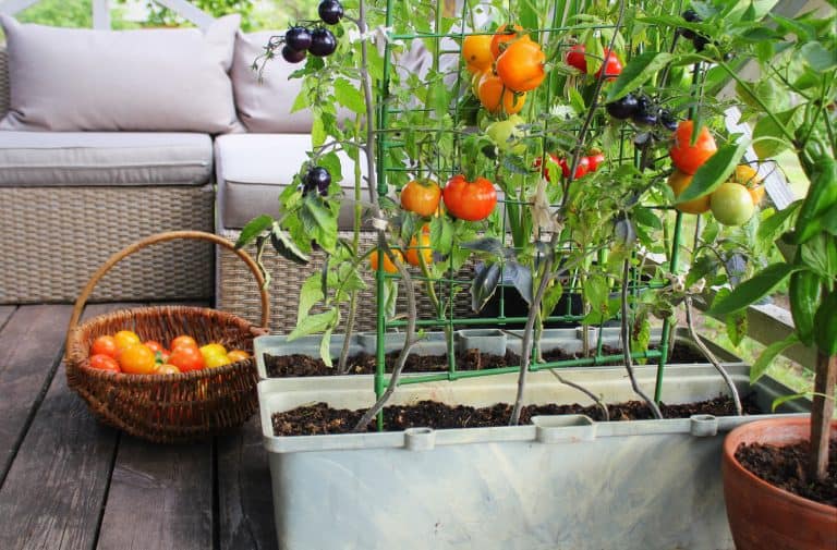 tomatoes on balcony