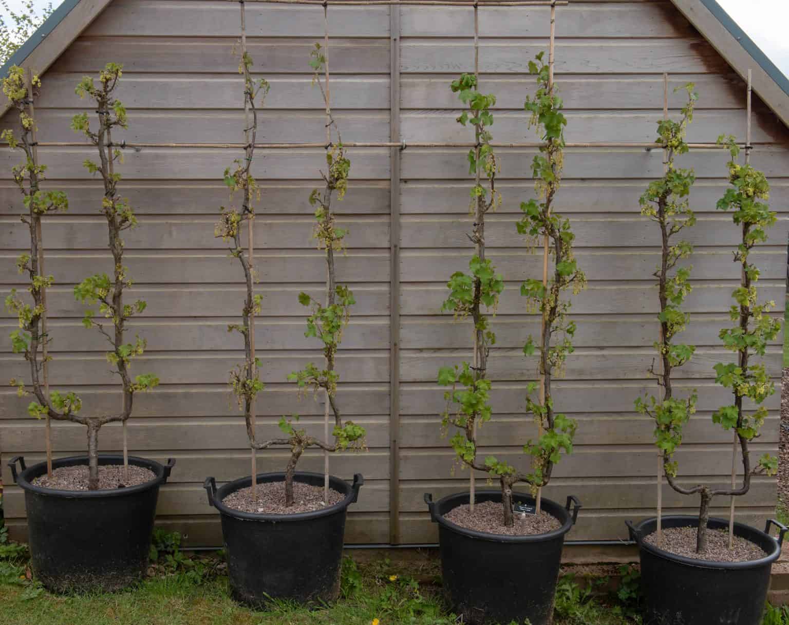 5 Best Moss Pole Alternatives Balcony Boss