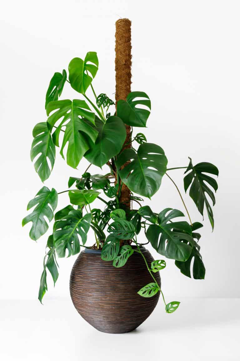 8 Reasons to Add a Moss Pole for Your Plants