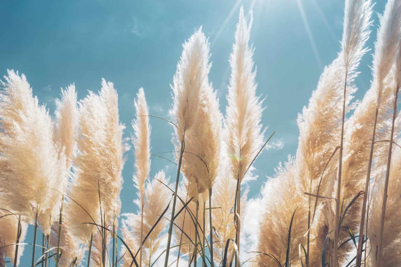 6 Best Tall Grasses for Privacy Balcony Boss