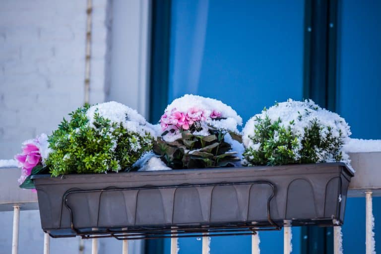 5 Best Balcony Plant Covers