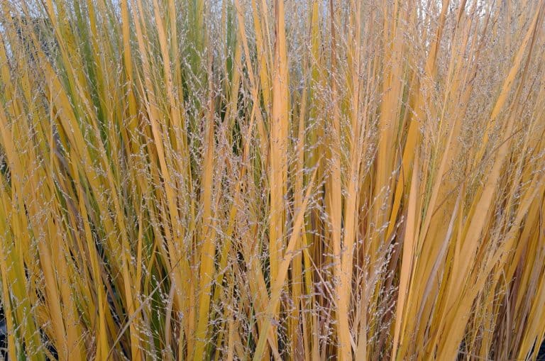 6 Best Tall Grasses for Privacy