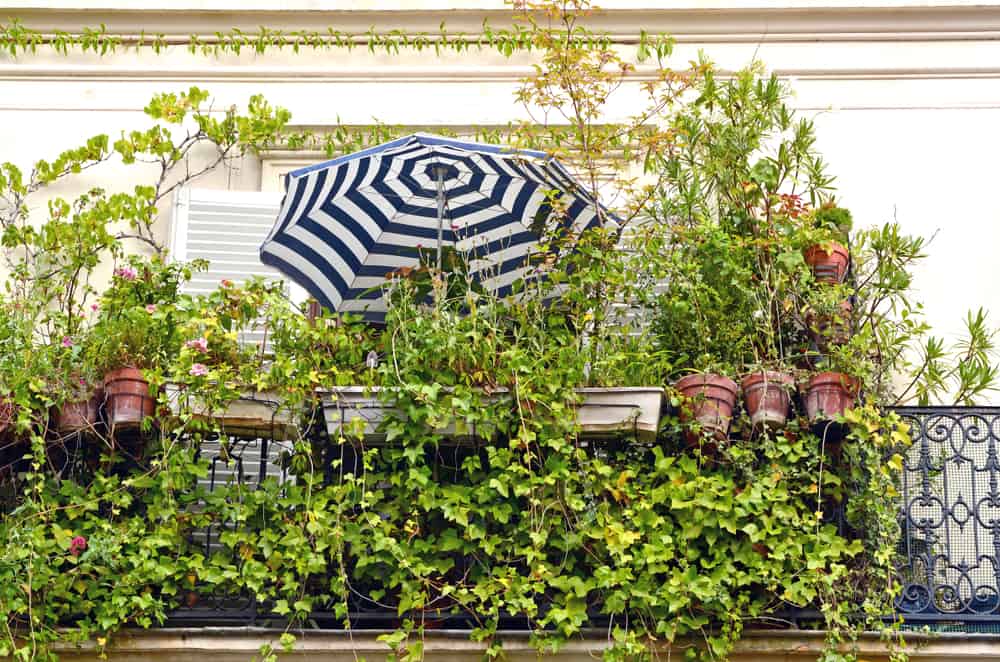 using plants to block a neighbor's view