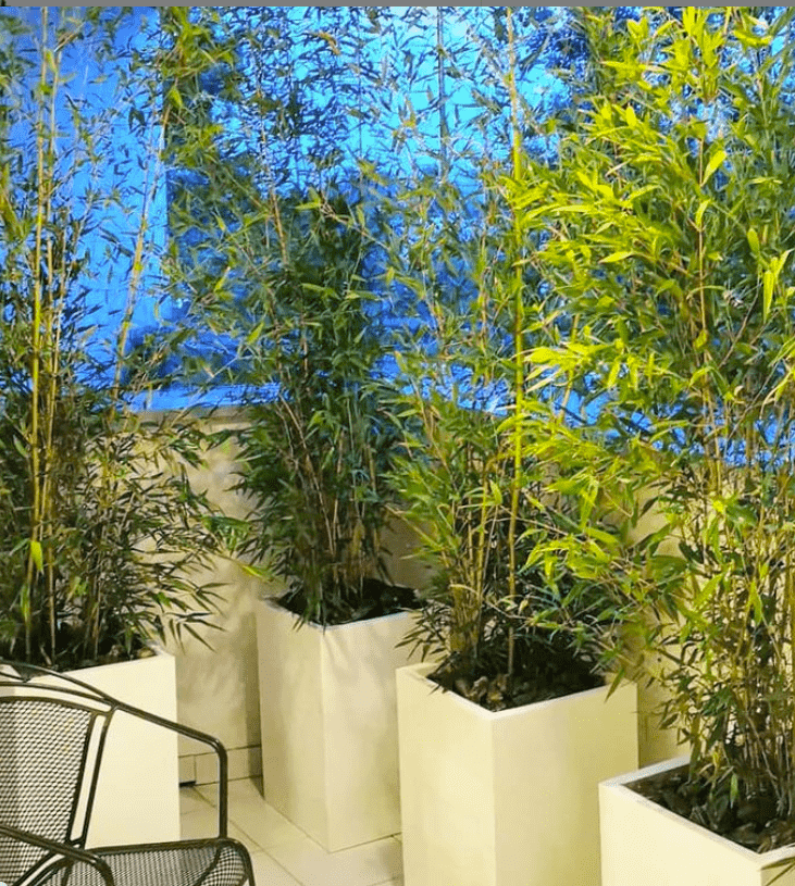 15+ Bamboo Tree Planter
