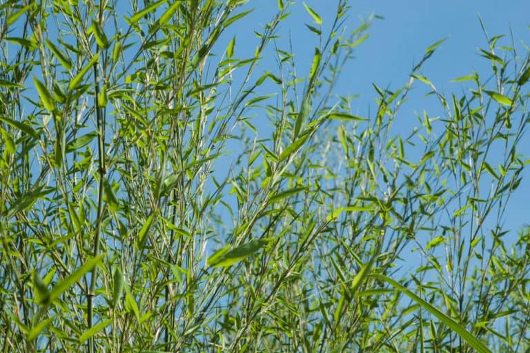 7 Best Types of Bamboo Plants for Privacy Balcony Boss