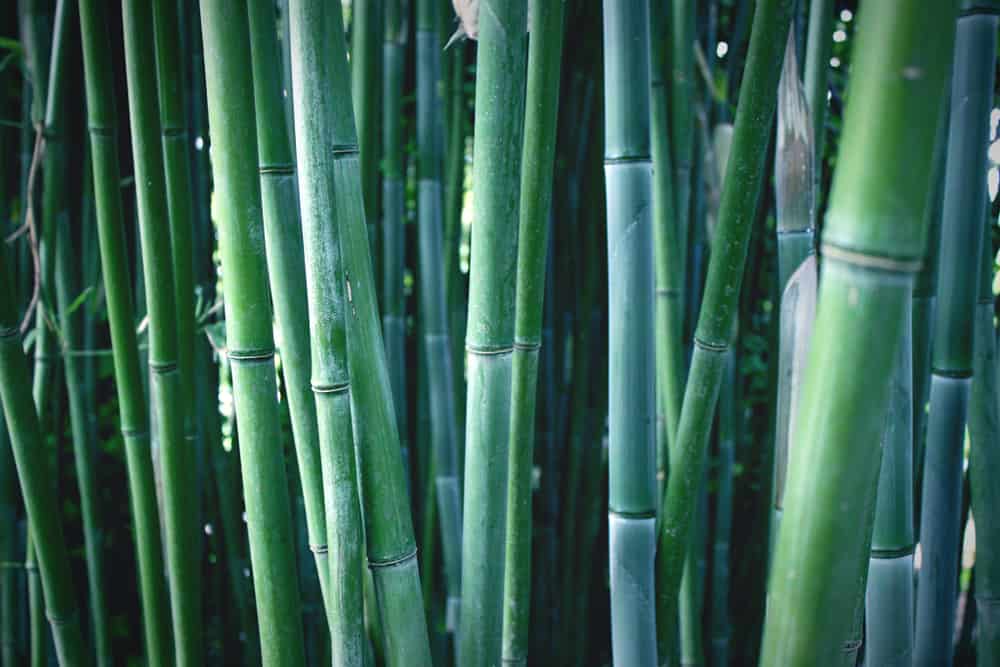 7 Best Types of Bamboo Plants for Privacy - Balcony Boss