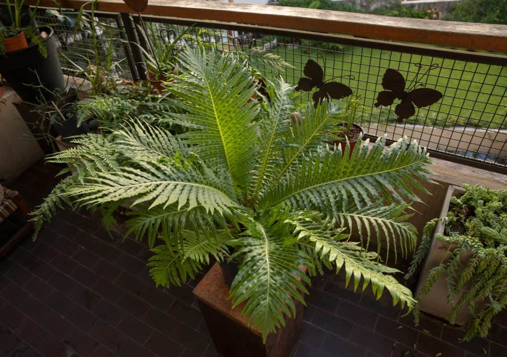 boston fern as a privacy plant