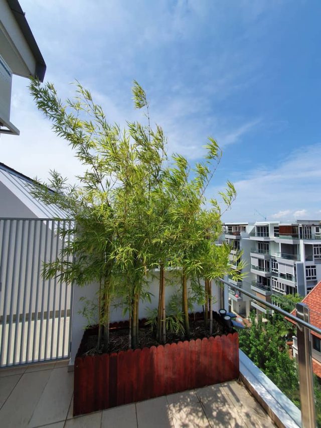 Bamboo,With,Gusty,Wind,On,A,Balcony
