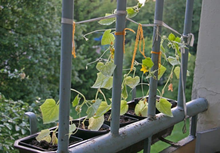 How to Grow Cucumber on a Balcony