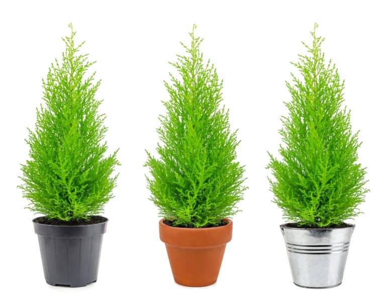 Windy Balcony? These Plants and Plant Pots are for You Balcony Boss