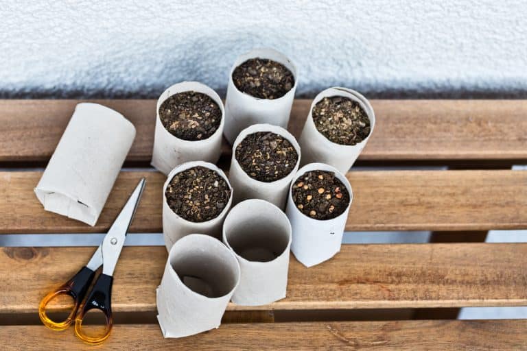 seeds germinating in cardboard tubes