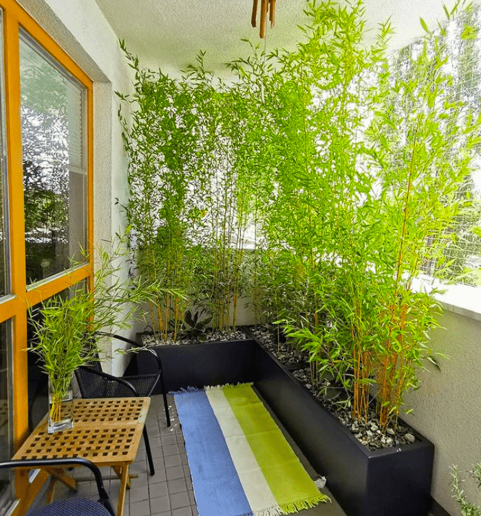 23+ Bamboo Plant Privacy Screen - BeinnBreshna