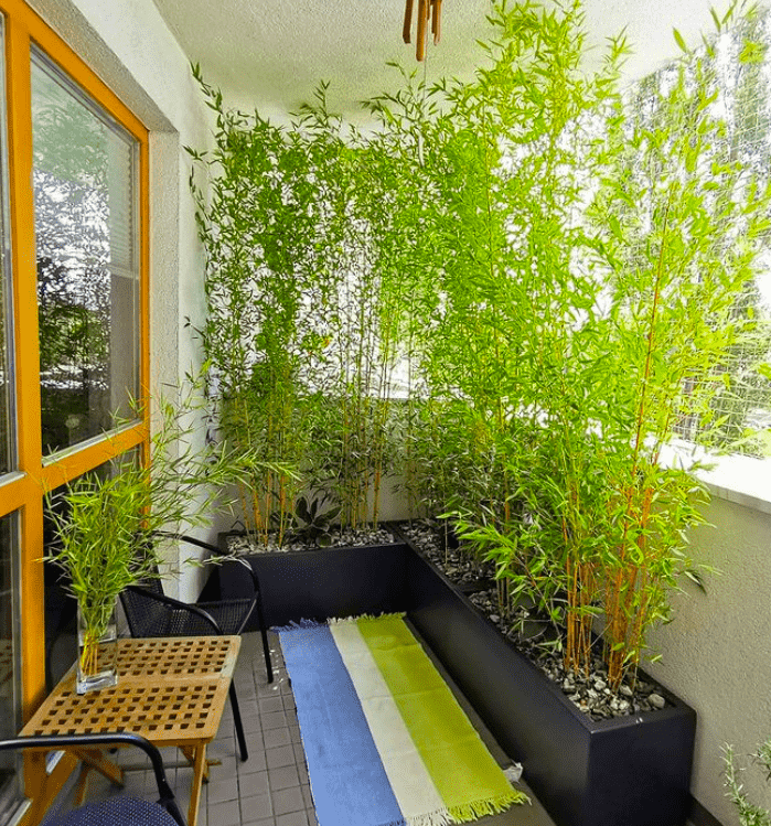 Privacy Plants For Decks