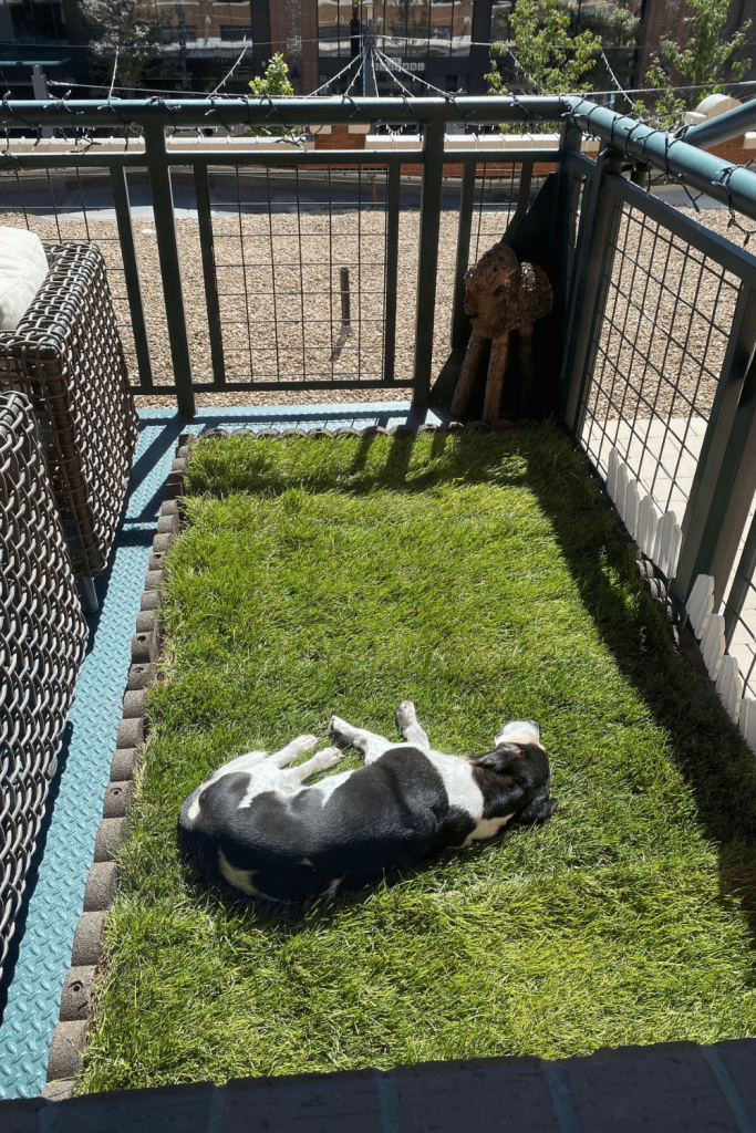 DIY Balcony Dog Potty Areas with Real Grass Balcony Boss