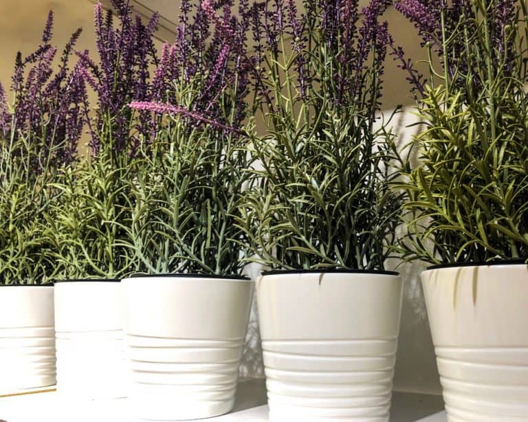 Windy Balcony? These Plants and Plant Pots are for You Balcony Boss