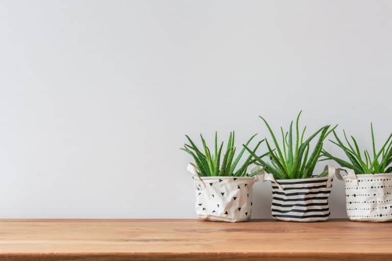 How to Water Plants in Fabric Pots
