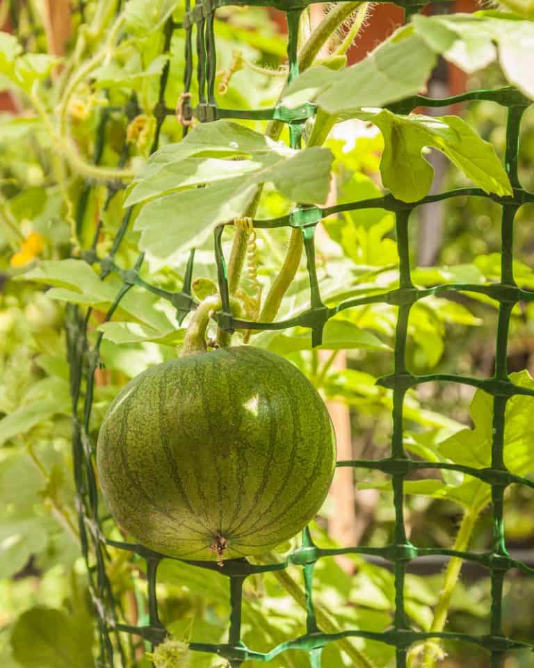 How to Grow Watermelon on a Balcony