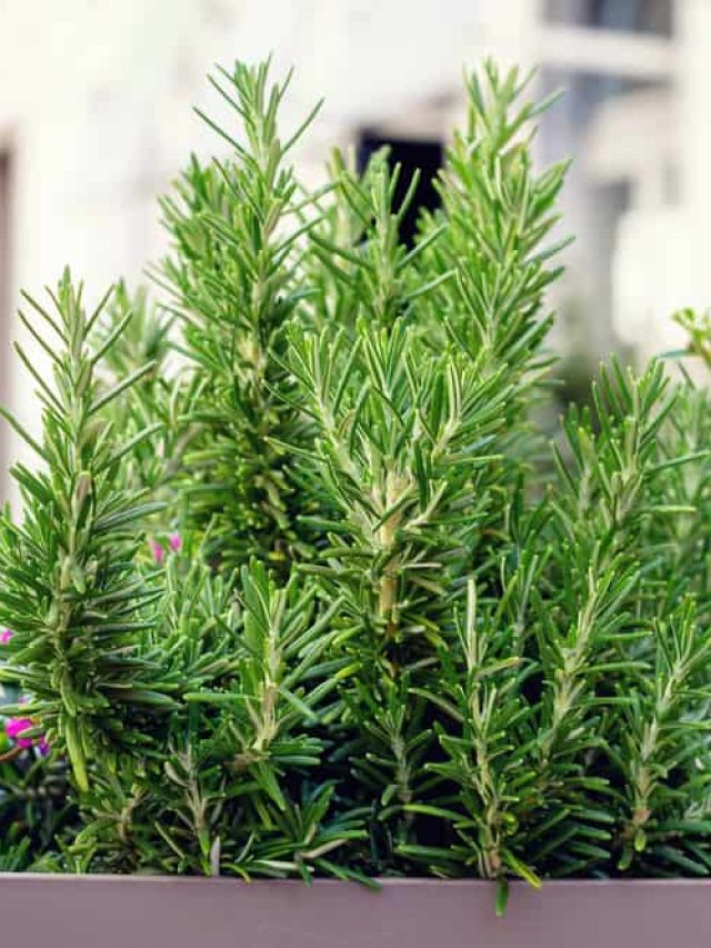 Fresh,Herbs,,Rosemary,And,Others,,Growing,In,A,Pot,On