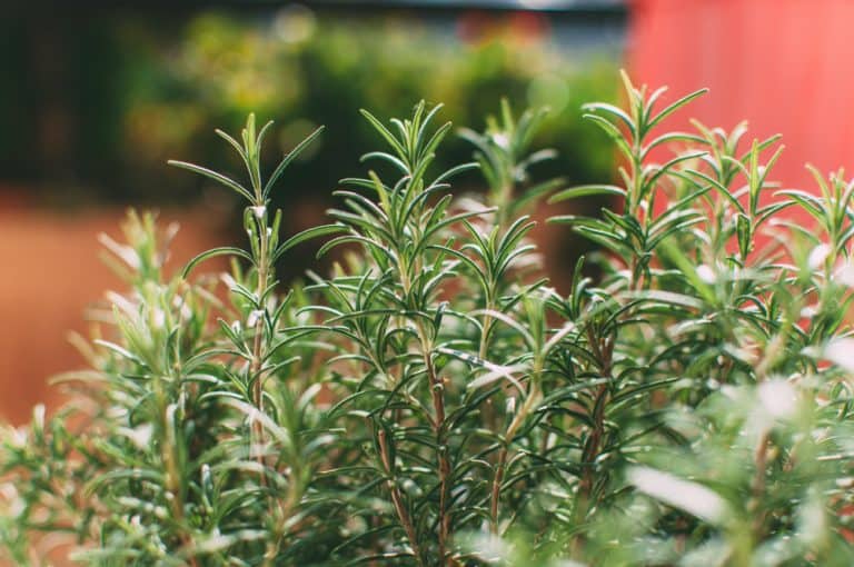 14 Plants that Will Make Your Balcony Smell Great Balcony Boss
